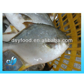 Gefrorene goldene Pomfret / Pompano